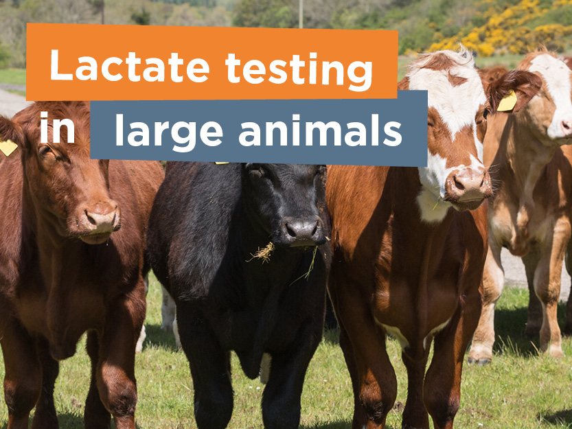 Lactate in large animals3